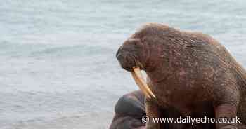 'I never thought I'd see a walrus in the UK' - The rescuers behind Thor