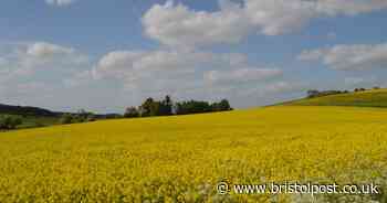 Concerns over using ‘green’ gas from monoculture crops to heat council buildings