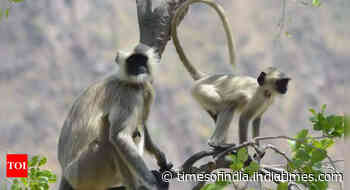 Why langurs were hired for Indo-Bangladesh match