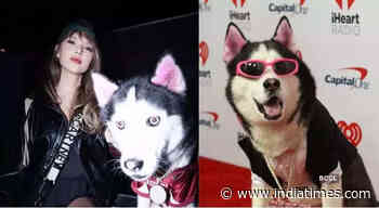 Celeb dog Swaggy Wolfdog loses chain worth $100K