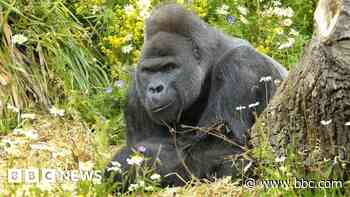 Dead tree leads to gorilla escape fears