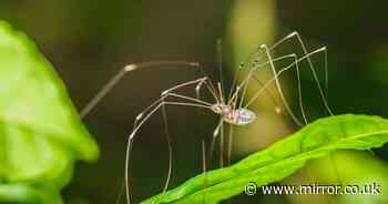 Easy £3 item will help keep daddy long legs away this autumn