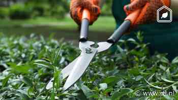 Deze planten en bomen kun je in september nog snoeien (en deze vooral niet)