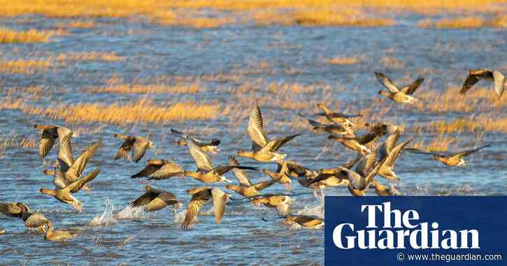 Country diary: The annual spectacular of noisy, feathered visitors | Rob Schofield