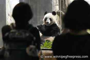 Japanese fans bid farewell to beloved panda pair before their return to China