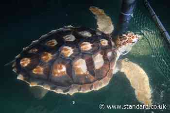 'Weak' turtles washed up on UK shores released back into the sea