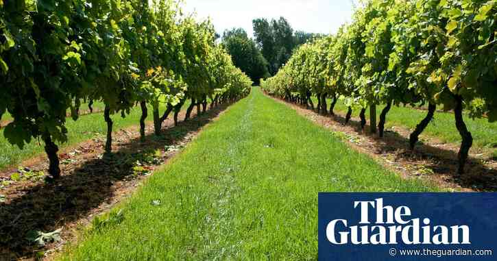 How City high-flyers have helped to fuel UK wine-growing boom