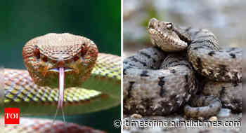 Venomous Vs non-venomous snakes difference