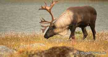 Jasper’s caribou breeding program slowly recovers after wildfire