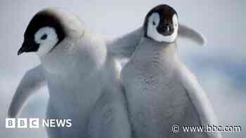 Penguin chicks survive tearaway iceberg