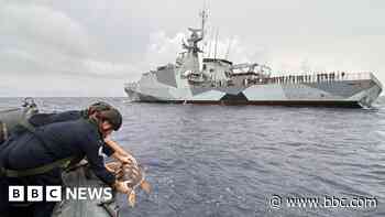 Royal Navy sailors help save Caribbean turtles