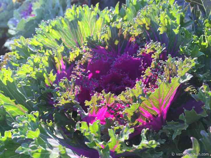 Brian Minter: Ornamental kales and cabbages enliven fall gardens with colour, texture