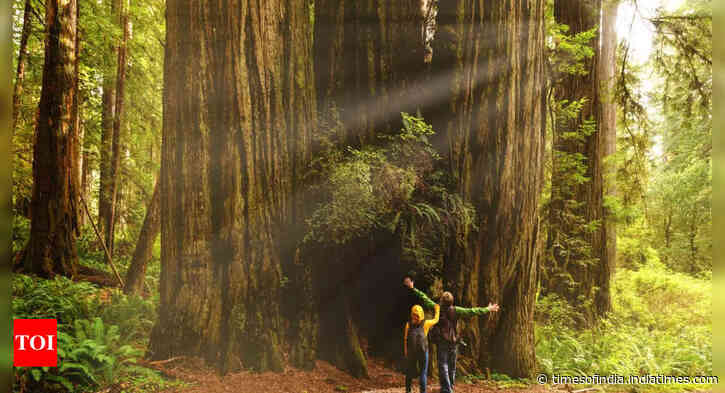 $5000 fine for seeing world's tallest tree