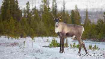 Wildfire singed progress on Jasper captive caribou breeding program