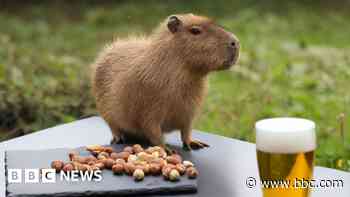 How Cinnamon's great escape led to capybara craze