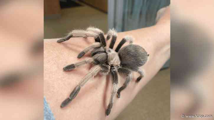 Tarantulas look for love with mating season underway