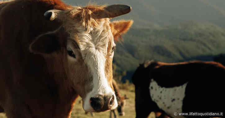 Incornato da un toro imbizzarrito, muore anziano di 88 anni nel Bellunese. Indagato il proprietario dell’animale