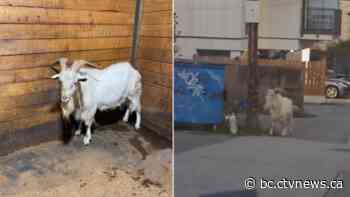 Goat found wandering streets of East Vancouver, apprehended by police