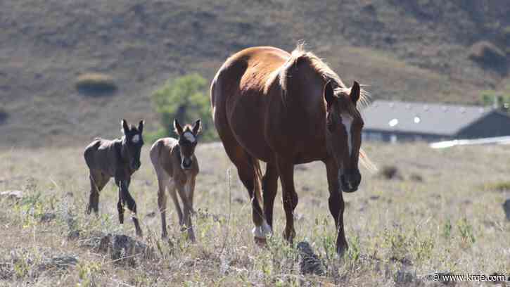 Rare twin colts born unexpectedly at Colorado horse rescue