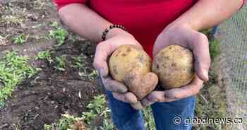 Edmonton plumbers harvest thousands of potatoes for food bank