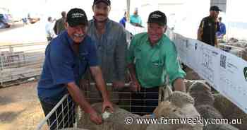 Complete clearance of Cranmore Merinos and Poll Merinos at annual sale