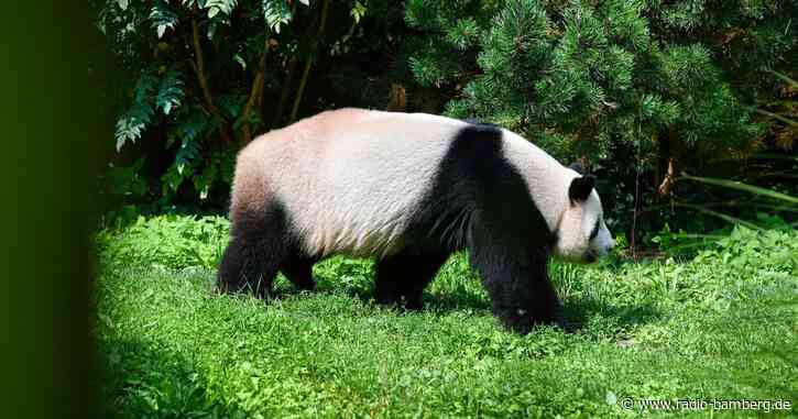 Ur-Panda in Tongrube im Allgäu entdeckt