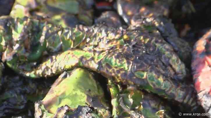 Green Chile Fiesta showcases New Mexico's favorite veggie