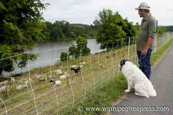 Cities are using sheep to graze in urban landscapes and people love it