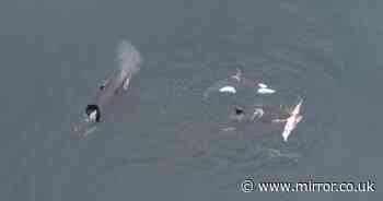 Moment killer whales hunt down dolphin before sharing the catch among themselves