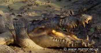 Haunting final 3 words from woman eaten alive by crocodile during late night beach swim