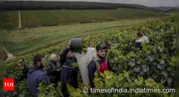 Climate change, harsh weather in France bring challenges to Chablis wine country