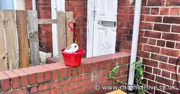 Single red rose left outside Wallsend home where John Smyth was allegedly murdered one week ago