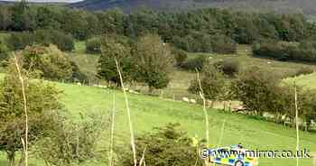 Cumbria shooting: Boy, 8, fatally shot in head 'was hunting for rabbits' on farm