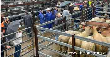 Price rise for Gloucester weaner cattle, as pregnancy-tested cows stay firm