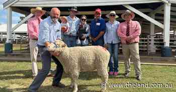 Complete clearance for Calga Dohne rams at Coonamble