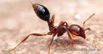 Fire ant spread could kill six people and sting Qld householders $188m/yr