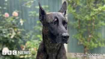 Police dogs should be phased out - Peta