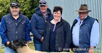 New buyer snares top-priced ram at Bowen Suffolks sale