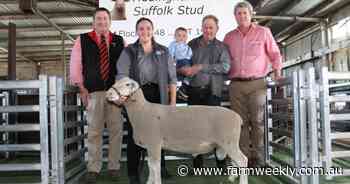 Buyers were in the box seat at White Suffolk sale at Wickepin