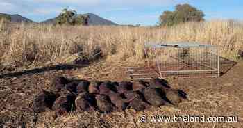 Hunters and LLS share ideas to boost northern NSW pig control