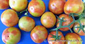 Tomato virus outbreak poses risk to crop yields not food safety