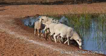 Cases of infertility in sheep confirmed in Western NSW