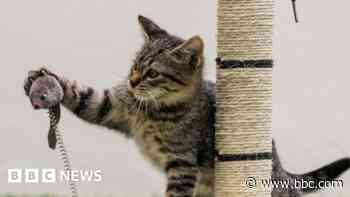 Cat charity marks anniversary with adoption appeal