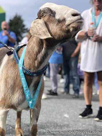 Marathon goat: animal runner wins hearts and a medal after crashing Newfoundland race