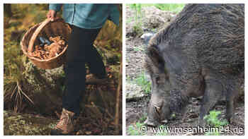 „Hatte mich schon aufgegeben“: Pilzsammler kämpft 20 Minuten mit Wildschwein