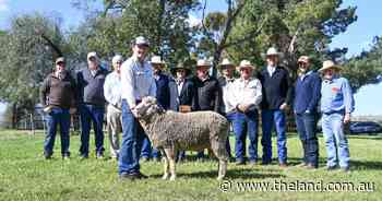 Average up on last year for Bogo Merinos in pleasing result