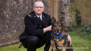 Hero hounds who show why police dogs are crucial despite animal rights activists' concerns, from saving a cop from a knife attack to stopping a building from being blown up