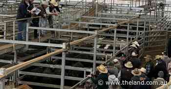 Cows with calves keenly sought at Scone feature store sale