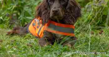 Meet Goose, the Northumberland wildlife detection dog with a nose for sniffing out voles