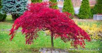 Expert explains 'best time' to prune Japanese maples to 'encourage growth'